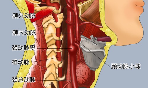 当归生姜水功效和作用-当归生姜水功效网 - 网站提供当归加生姜的功效与作用小常识、当归十生姜