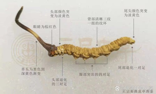 当归生姜水功效网 - 网站提供当归加生姜的功效与作用小常识、当归十生姜