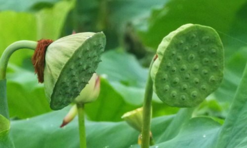 当归生姜水功效和作用-当归生姜水功效网 - 网站提供当归加生姜的功效与作用小常识、当归十生姜